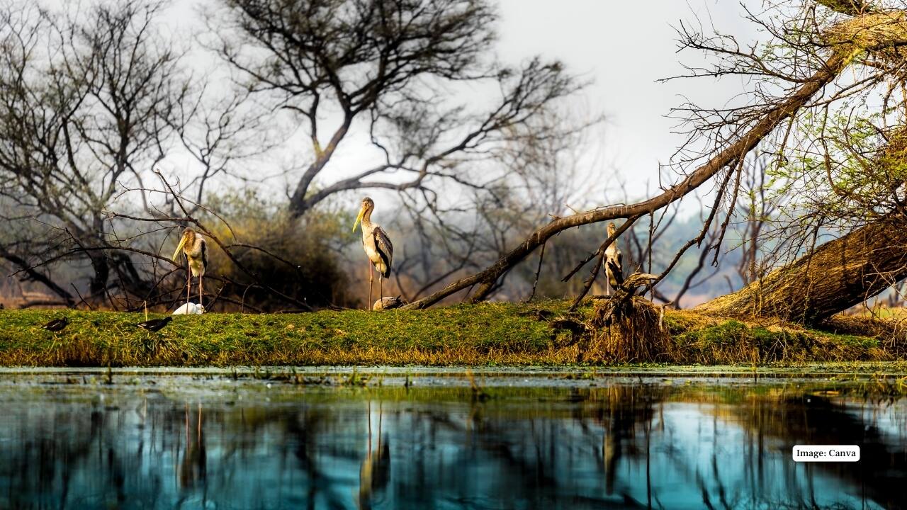 Bharatpur Home to Keoladeo National Park, a UNESCO site with hundreds of migratory birds. Cycle or walk through wetlands, photograph exotic species, and enjoy peaceful surroundings just a few hours from the capital. (Image: Canva)
