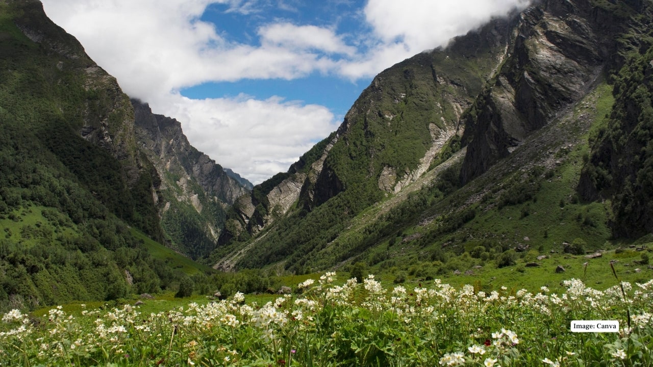 11. Valley of Flowers, Uttarakhand August sees this UNESCO site in full bloom, with carpets of alpine flowers against Himalayan peaks, ideal for hiking and nature photography. (Image: Canva)