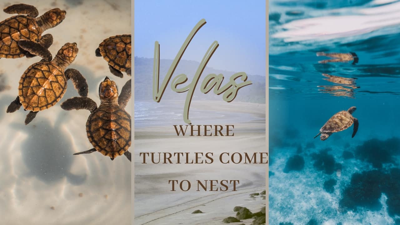 Velas: The Tiny Coastal Village Where Turtles Come to Nest