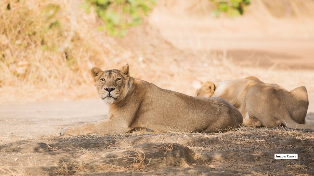 3. Gir National Park, Gujarat The only place on Earth where the Asiatic lion still roams wild, Gir is a conservation success story. Safari through dry deciduous forests and grasslands to see lions, leopards, striped hyenas, and an incredible variety of bird species. (Image: Canva) 3. Gir National Park, Gujarat The only place on Earth where the Asiatic lion still roams wild, Gir is a conservation success story. Safari through dry deciduous forests and grasslands to see lions, leopards, striped hyenas, and an incredible variety of bird species. (Image: Canva)