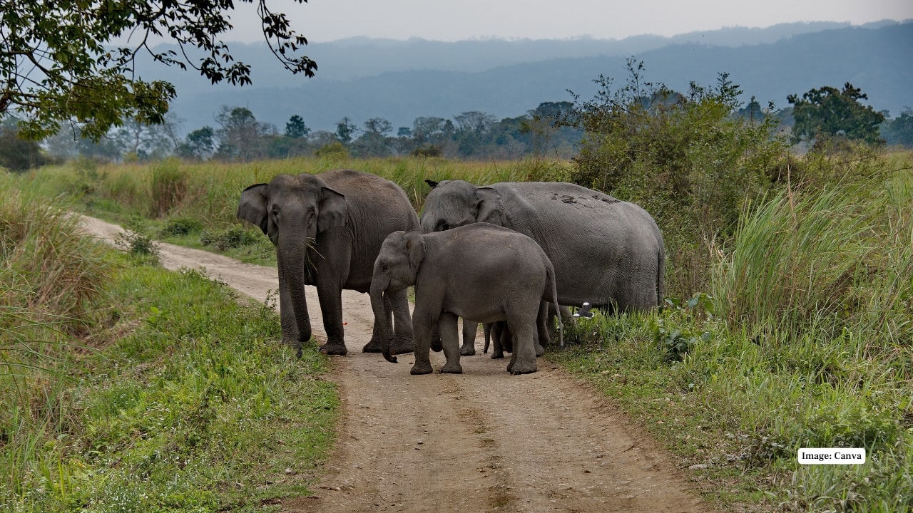 4. Kaziranga National Park, Assam A UNESCO World Heritage Site, Kaziranga is famous for its thriving population of one-horned rhinoceroses. Vast grasslands and wetlands host wild elephants, swamp deer, and migratory birds, offering unforgettable wildlife safaris along the Brahmaputra River. (Image: Canva) 4. Kaziranga National Park, Assam A UNESCO World Heritage Site, Kaziranga is famous for its thriving population of one-horned rhinoceroses. Vast grasslands and wetlands host wild elephants, swamp deer, and migratory birds, offering unforgettable wildlife safaris along the Brahmaputra River. (Image: Canva)