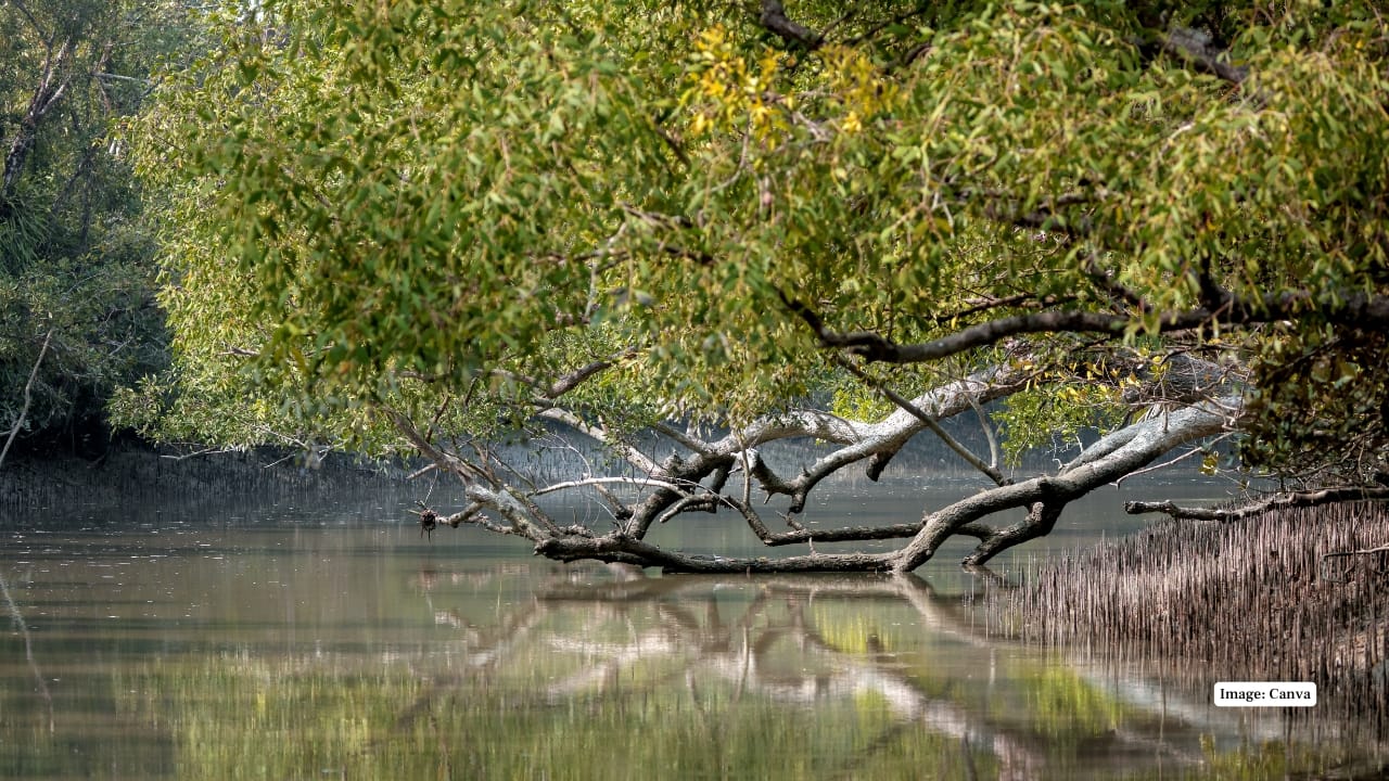 5. Sundarbans National Park, West Bengal The world’s largest mangrove forest, Sundarbans is home to swimming Bengal tigers adapted to this unique terrain. You’ll also encounter saltwater crocodiles, spotted deer, and hundreds of bird species in its tidal waterways. (Image: Canva) 5. Sundarbans National Park, West Bengal The world’s largest mangrove forest, Sundarbans is home to swimming Bengal tigers adapted to this unique terrain. You’ll also encounter saltwater crocodiles, spotted deer, and hundreds of bird species in its tidal waterways. (Image: Canva)