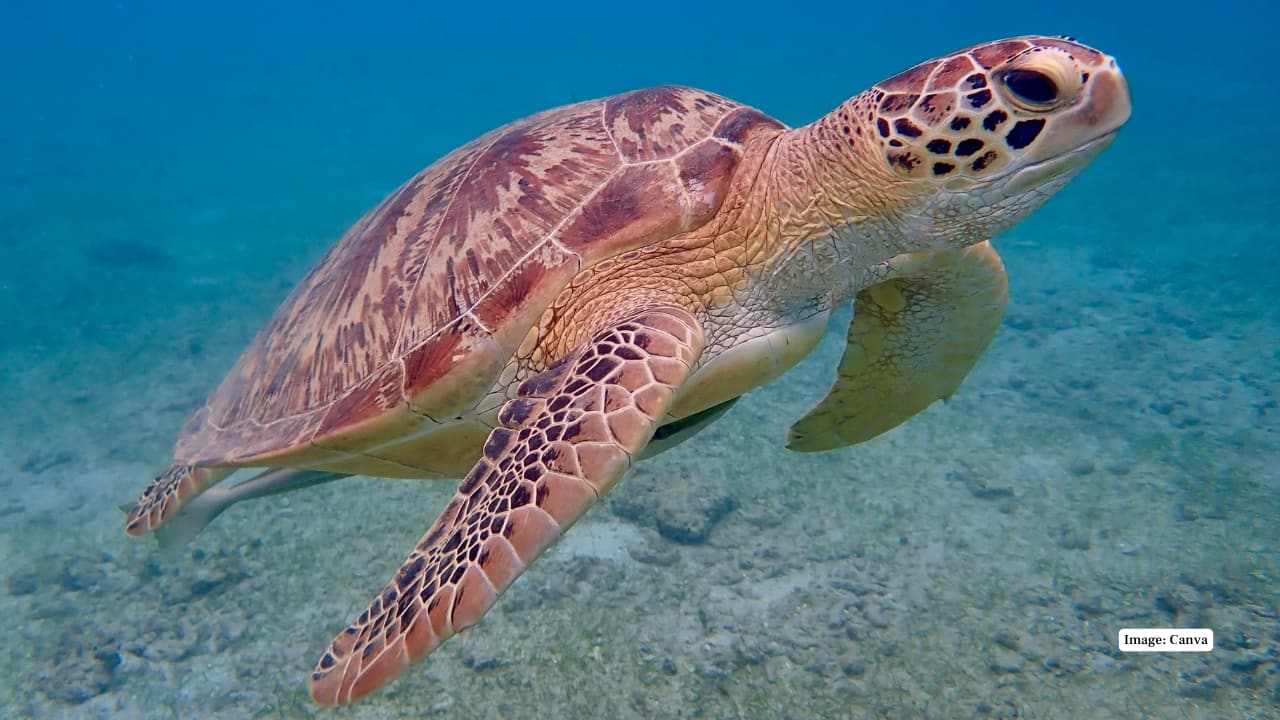 8. Netrani Island, Karnataka Known as the “heart-shaped island,” Netrani is a diver’s paradise in the Arabian Sea. Its crystal-clear waters are home to sea turtles, reef sharks, dolphins, and colourful corals, offering world-class snorkeling and scuba diving experiences. (Image: Canva) 8. Netrani Island, Karnataka Known as the “heart-shaped island,” Netrani is a diver’s paradise in the Arabian Sea. Its crystal-clear waters are home to sea turtles, reef sharks, dolphins, and colourful corals, offering world-class snorkeling and scuba diving experiences. (Image: Canva)