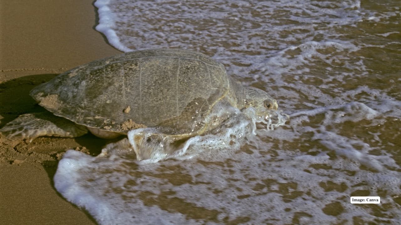9. Rushikulya Beach, Odisha Each year, thousands of olive ridley turtles come ashore here during mass nesting events called arribadas. Witnessing this natural spectacle under the starlit sky is a once-in-a-lifetime wildlife experience. (Image: Canva) 9. Rushikulya Beach, Odisha Each year, thousands of olive ridley turtles come ashore here during mass nesting events called arribadas. Witnessing this natural spectacle under the starlit sky is a once-in-a-lifetime wildlife experience. (Image: Canva)