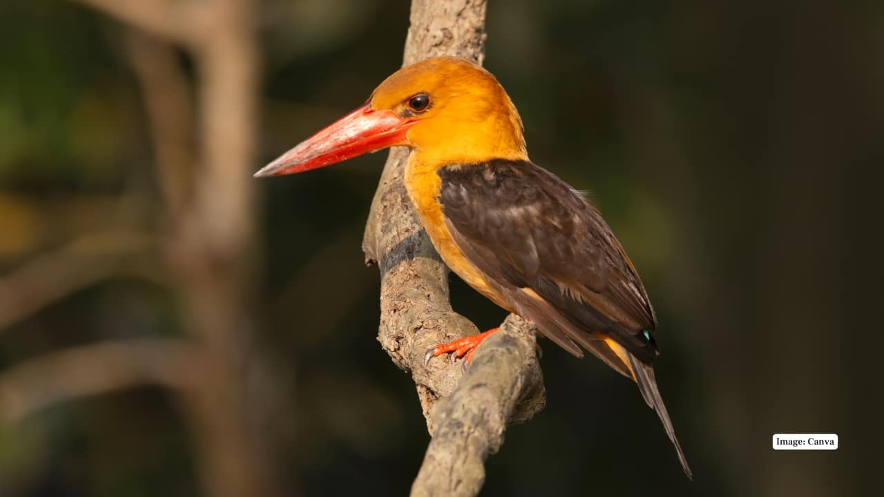 10. Bhitarkanika National Park, Odisha A vast coastal wetland with lush mangroves, Bhitarkanika shelters one of the largest populations of saltwater crocodiles in India. You can also see kingfishers, herons, and nesting olive ridley turtles in this biodiverse haven. (Image: Canva) 10. Bhitarkanika National Park, Odisha A vast coastal wetland with lush mangroves, Bhitarkanika shelters one of the largest populations of saltwater crocodiles in India. You can also see kingfishers, herons, and nesting olive ridley turtles in this biodiverse haven. (Image: Canva)