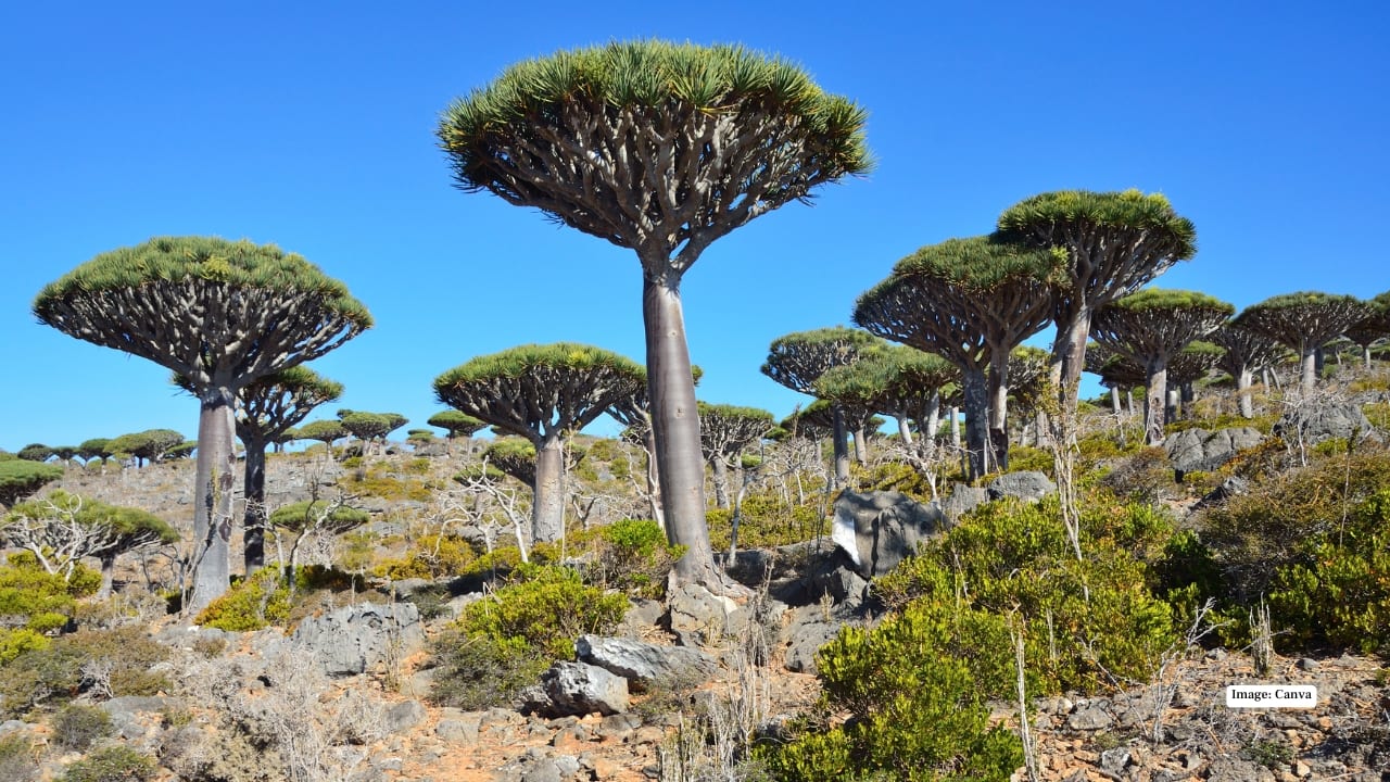 3. Socotra, Yemen Socotra feels otherworldly, with dragon blood trees, endemic wildlife, and pristine beaches. Its alien landscapes and untouched nature create a surreal experience for adventurous travellers seeking uniqueness. (Image: Canva)