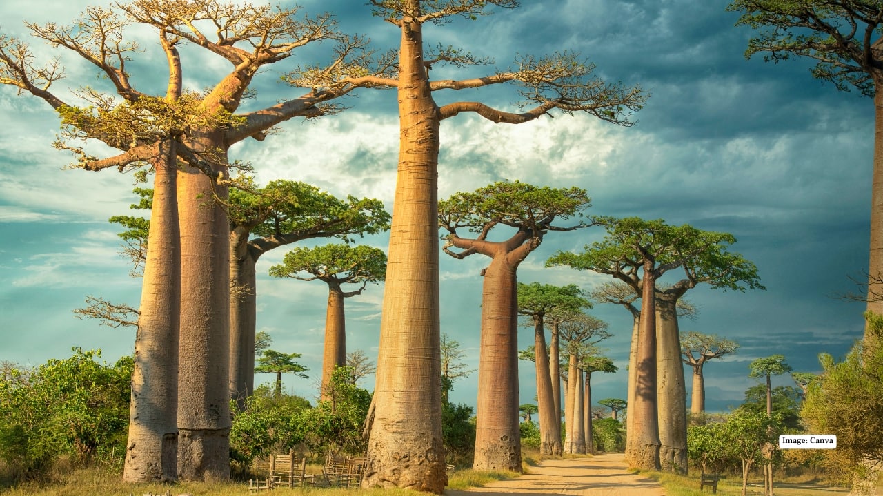 6. Madagascar, Africa Madagascar’s landscapes are surreal, from baobab forests to spiny deserts and tropical beaches. Encounter lemurs, chameleons, and endemic birds while exploring untouched national parks and unique ecosystems. (Image: Canva)
