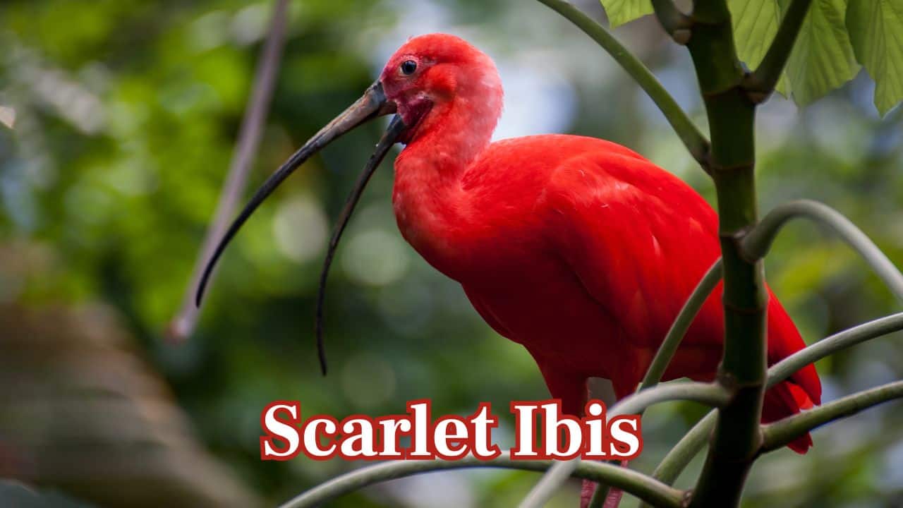 Scarlet Ibis: This tropical wading bird boasts brilliant scarlet feathers, making it one of the most breathtaking sights in South American wetlands. (Image: Canva)