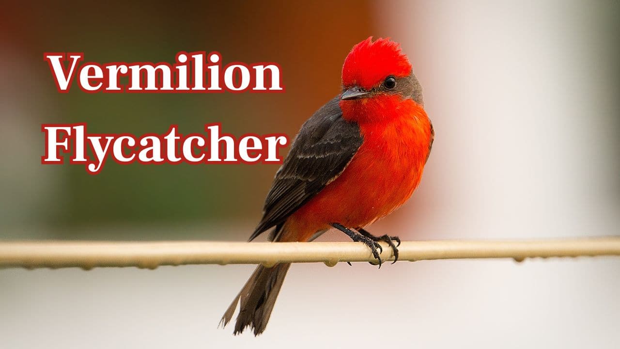 Vermilion Flycatcher: Small but striking, the Vermilion Flycatcher's bright red plumage makes it a beautiful sight in open woodland and deserts. (Image: Canva)