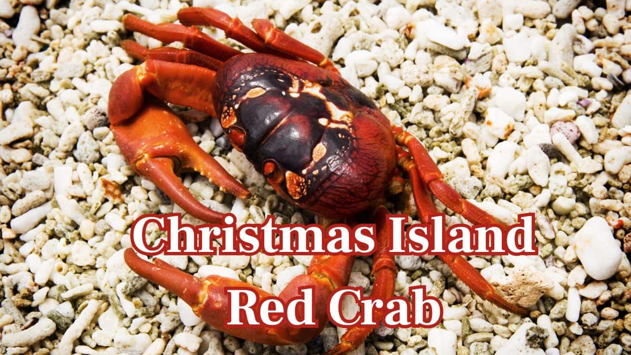 Christmas Island Red Crab: Millions of these red crabs make their way to the sea every year in an awe-inspiring natural phenomenon. (Image: Canva)