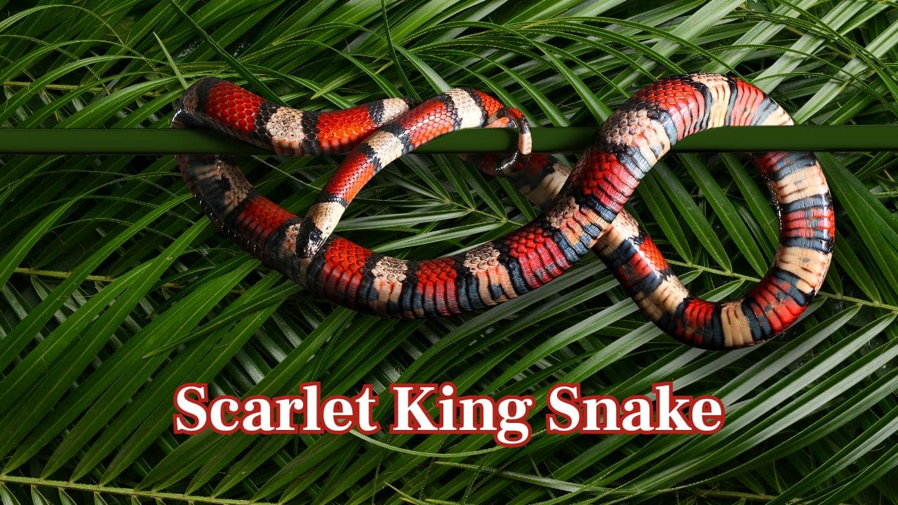  Scarlet King Snake: A striking reptile with bold red, black, and yellow bands that make it one of the most colourful snakes in the world. (Image: Canva)