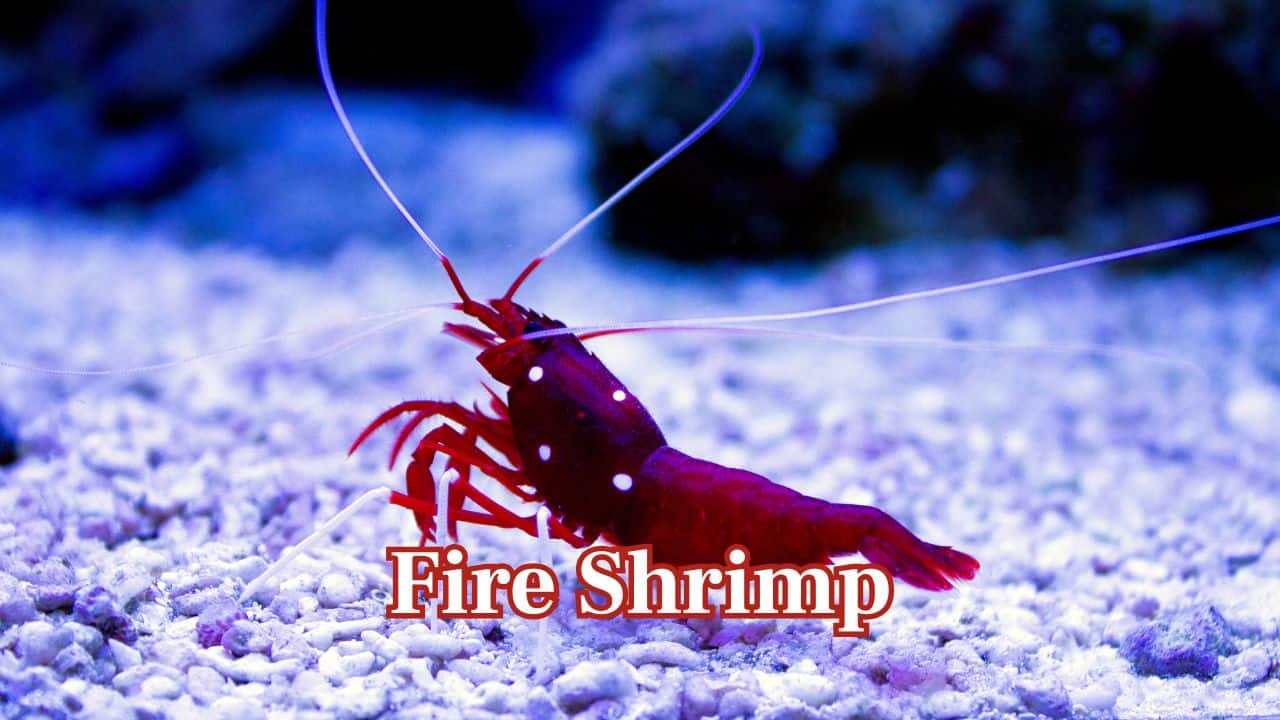 Fire Shrimp: Alternatively referred to as the Blood Red Fire Shrimp, this ocean beauty illuminates aquariums with its deep crimson hue. (Image: Canva)