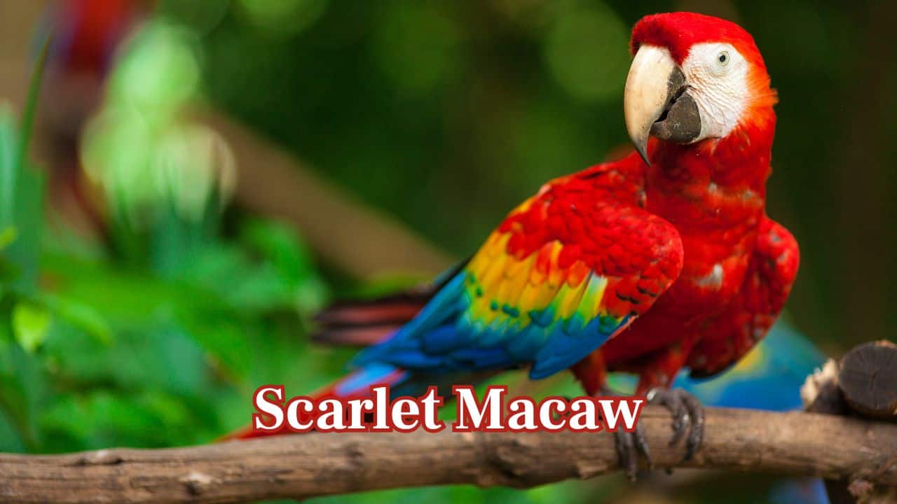 Crimson Wonders: 10 most beautiful striking red animals that will leave you in awe