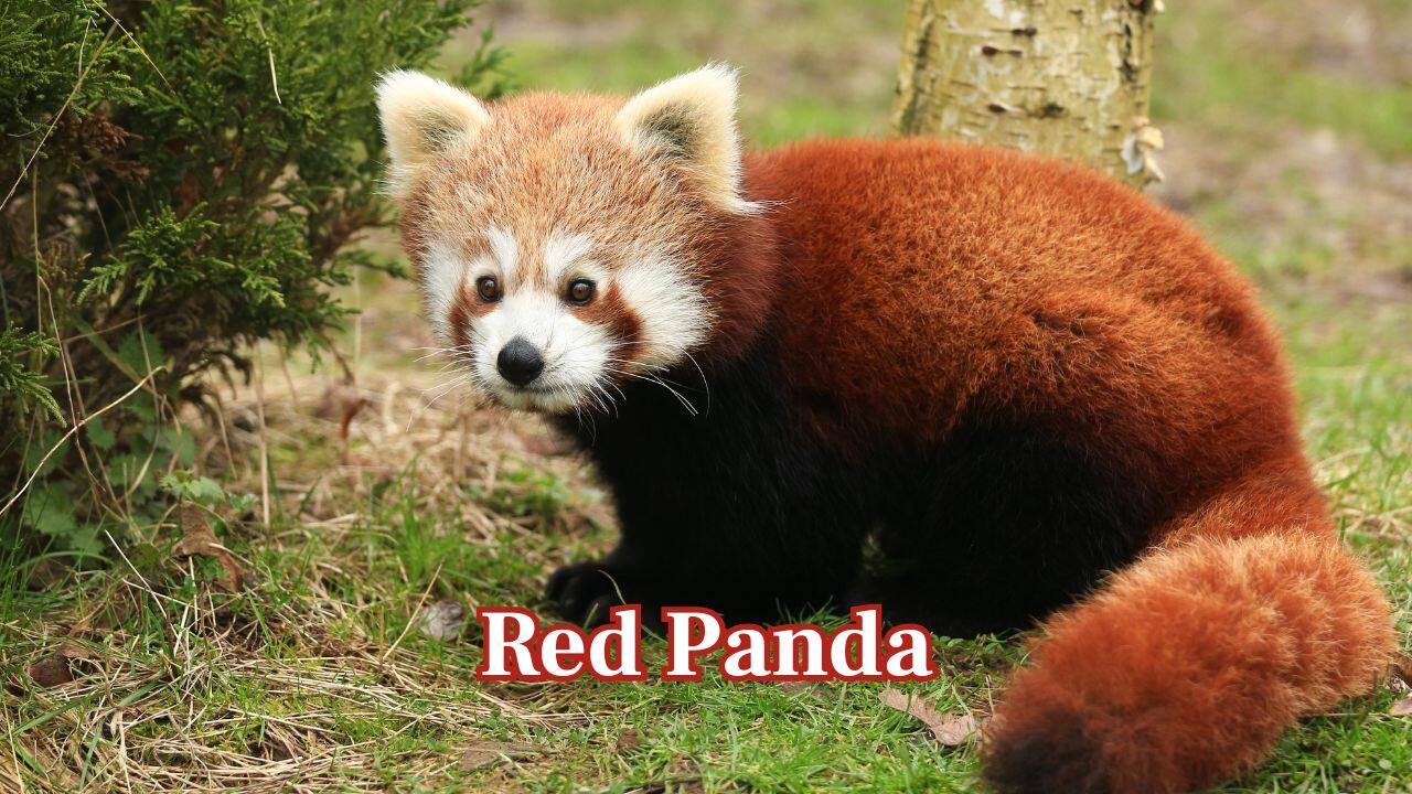 Red Panda: Furry, cute, and with a fox face, the Red Panda's rusty-red coat turns it into one of the most adorable animals in the wild. (Image: Canva)