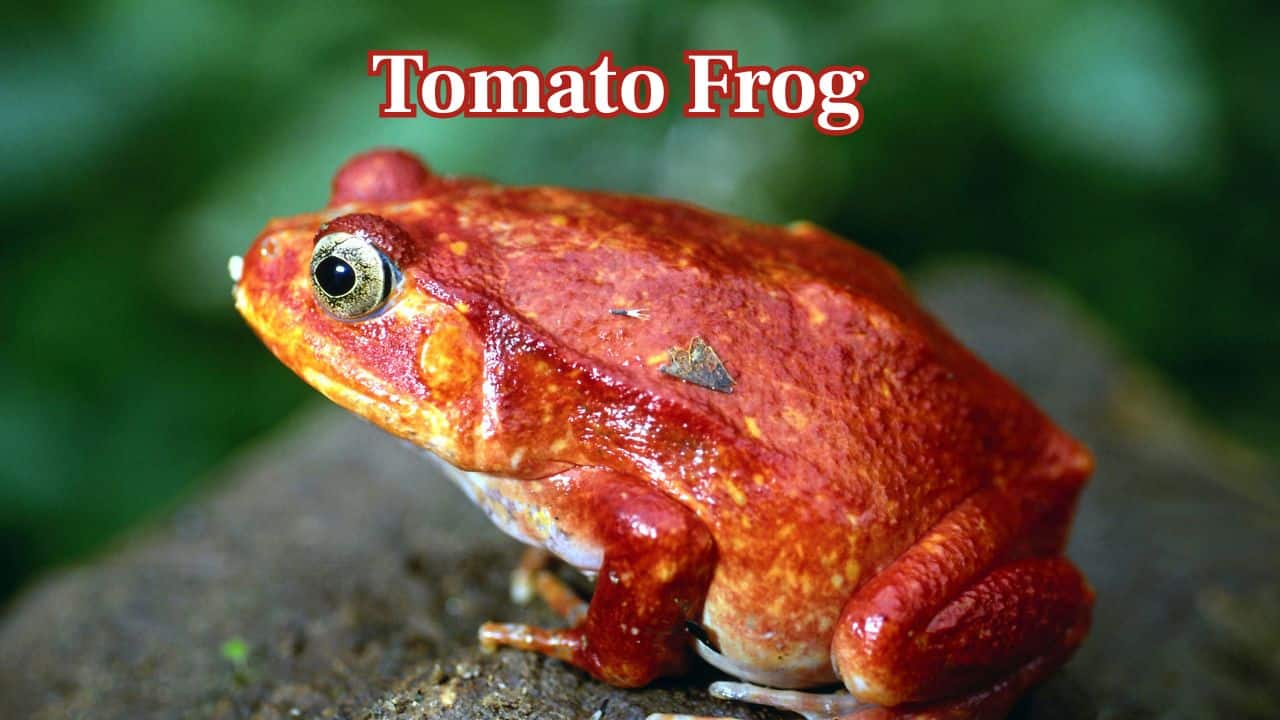 Tomato Frog: Native to Madagascar, this vibrant red amphibian employs its dazzling colour to signal predators about the dangerous skin secretions. (Image: Canva)