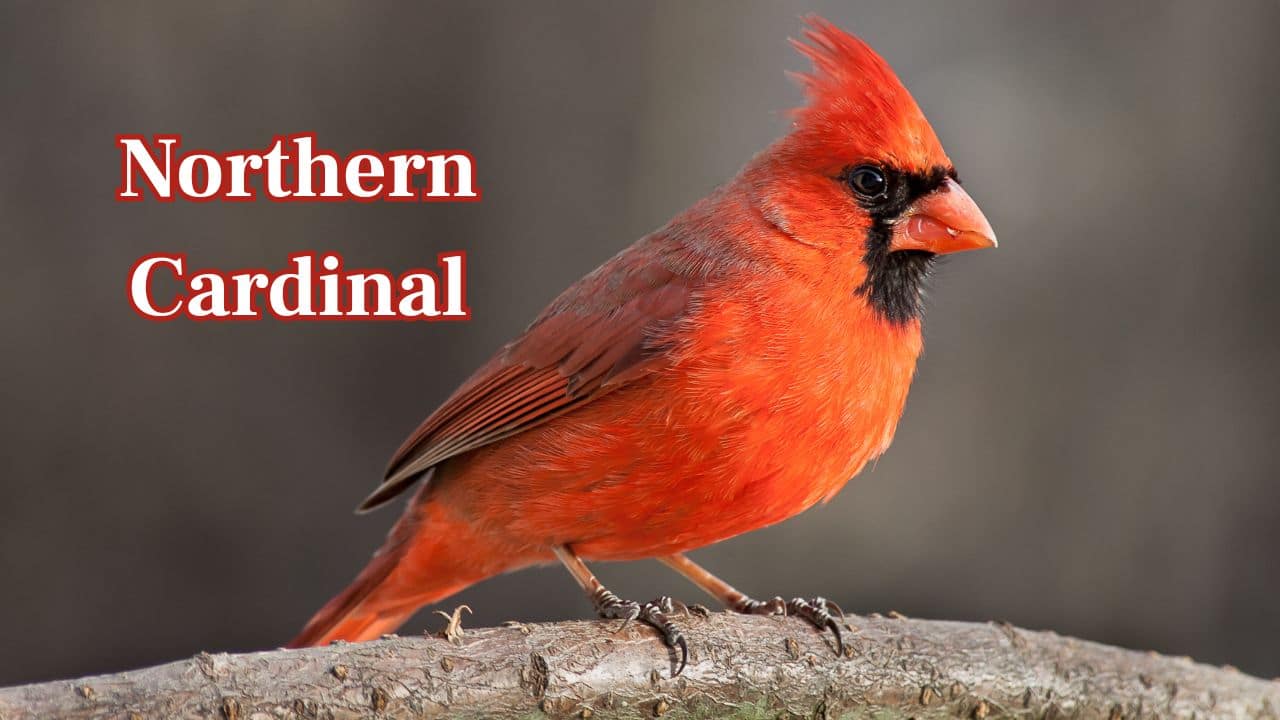 Northern Cardinal: A beauty symbol in North America, the male Northern Cardinal's rich crimson color stands out against winter landscapes. (Image: Canva)