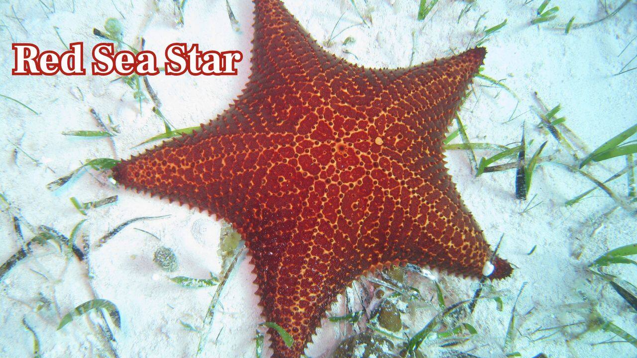 Red Sea Star: Employing its bright red colour, this sea star is an ocean marvel that adds a splash of colour to coral reefs in the Indian and Pacific Oceans. (Image: Canva)