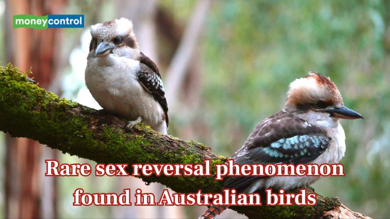 Rare sex reversal phenomenon found in Australian birds and it is more common than believed