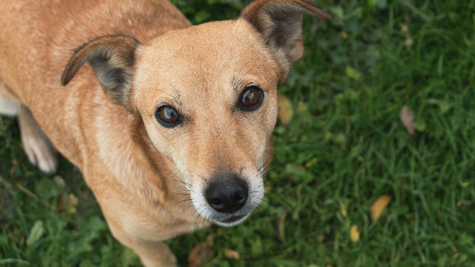 “Stray dogs aren’t Delhi’s biggest issues…” GrokAI lists 6 important issues in Delhi that require immediate attention