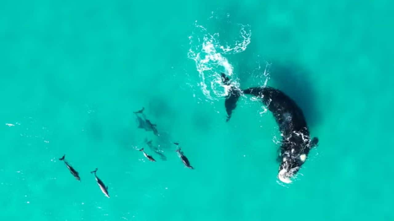 Whales and dolphins frequently socialise in playful interactions, says new study