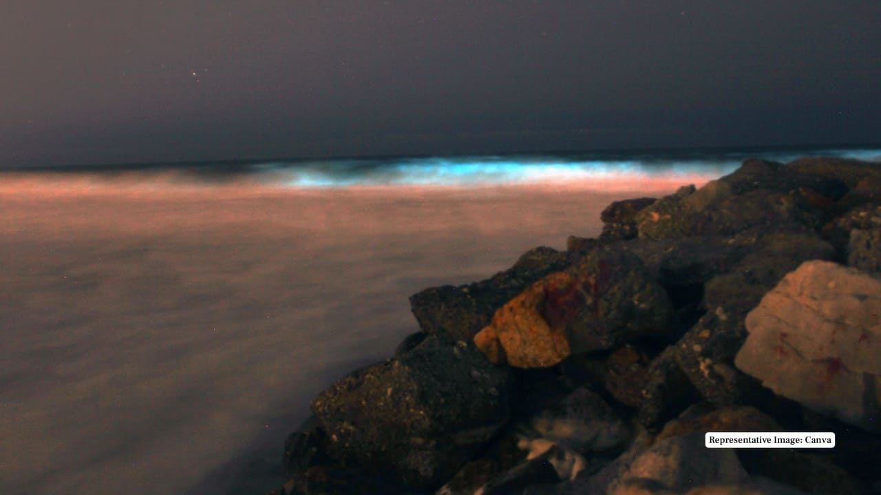 2. Mosquito Bay, Vieques, Puerto Rico Recognized by Guinness World Records as the brightest bioluminescent bay, Mosquito Bay's waters contain over 700,000 dinoflagellates per gallon. The high concentration of Pyrodinium bahamense microorganisms creates intense illumination when disturbed, best viewed during new moons. (Representative Image: Canva)