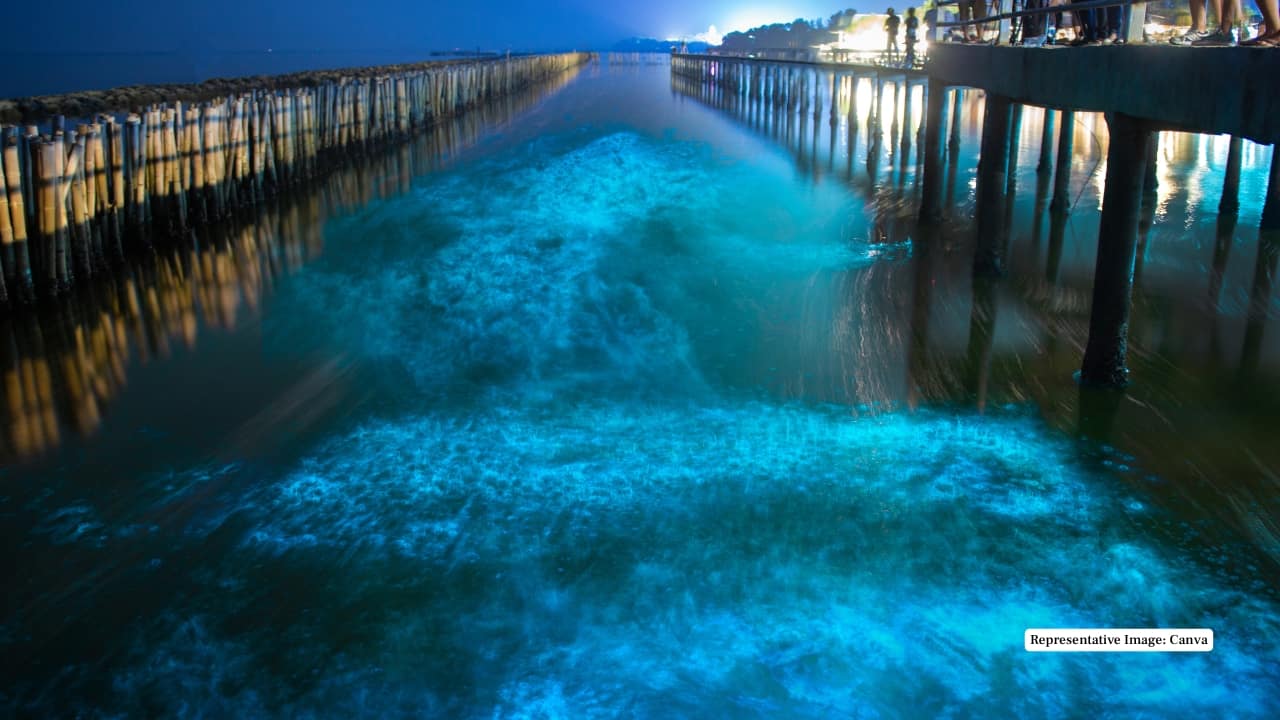 7. Matsu Islands, Taiwan The &quot;Blue Tears&quot; phenomenon here comes from massive blooms of dinoflagellates (Vargula hilgendorfii). Researchers from National Taiwan Ocean University have studied these waters that glow so brightly they're visible from space satellites. (Representative Image: Canva)