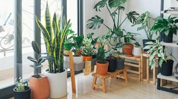 How to water indoor plants: Proper watering is crucial for healthy plant growth, but too much or too little can cause issues (Image: Pexels)