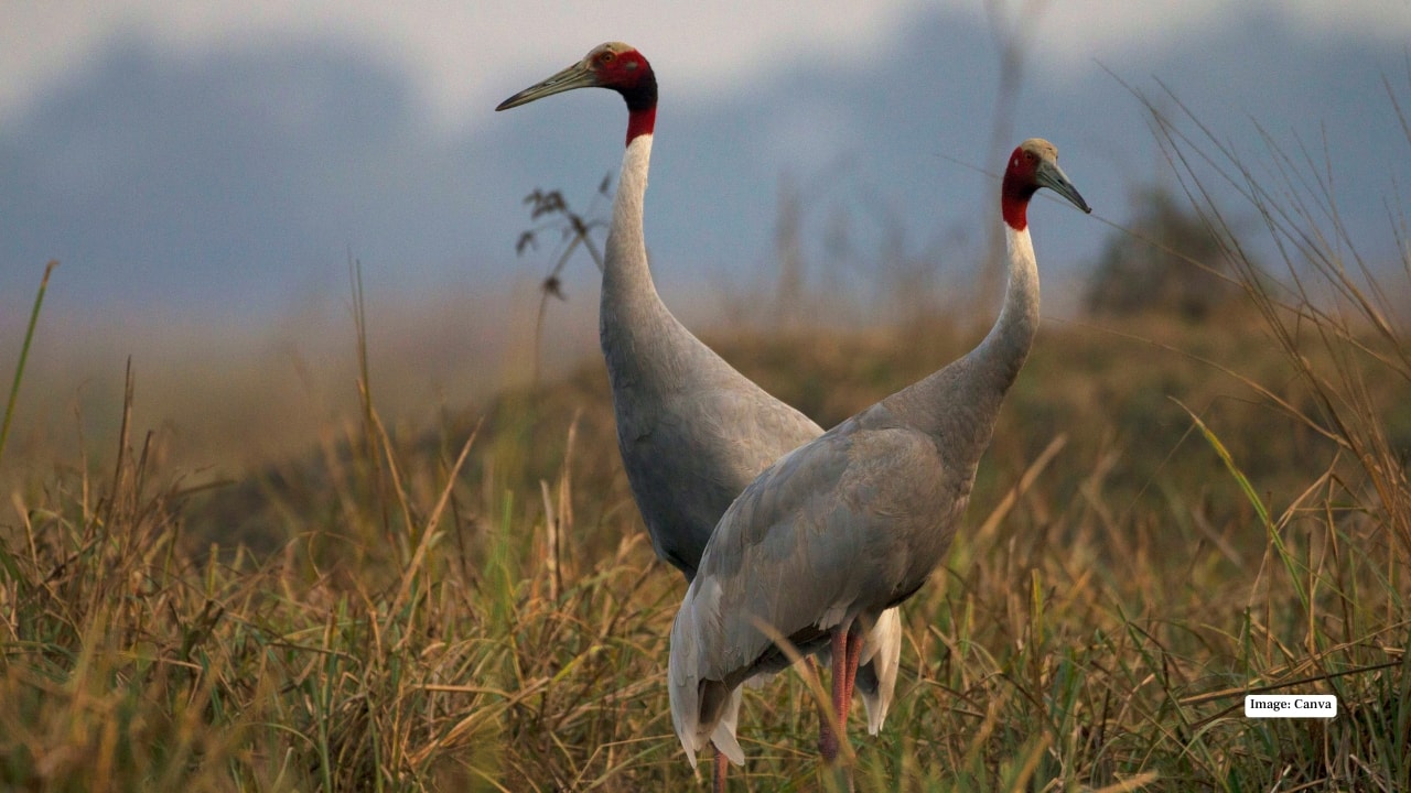 Keoladeo Ghana National Park, Bharatpur (Image: Canva)