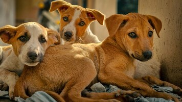 100 stray dogs poisoned to death in Telangana: Injected and buried near river, alleges NGO