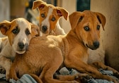 Dog Bites and Rabies: How to spot risks and stay safe