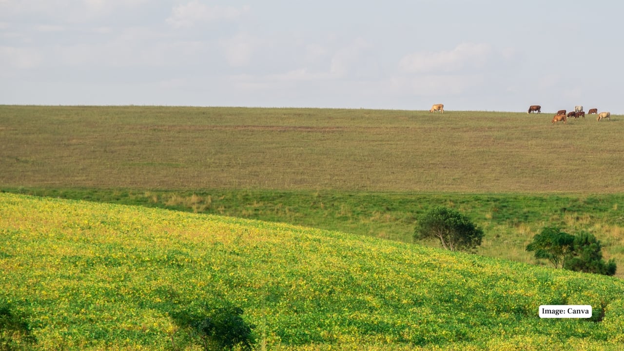9. Chamangá, Brazil–Uruguay The boundary here is just a line on the ground. Locals from both countries mix freely, sharing markets and festivals. (Image: Canva)