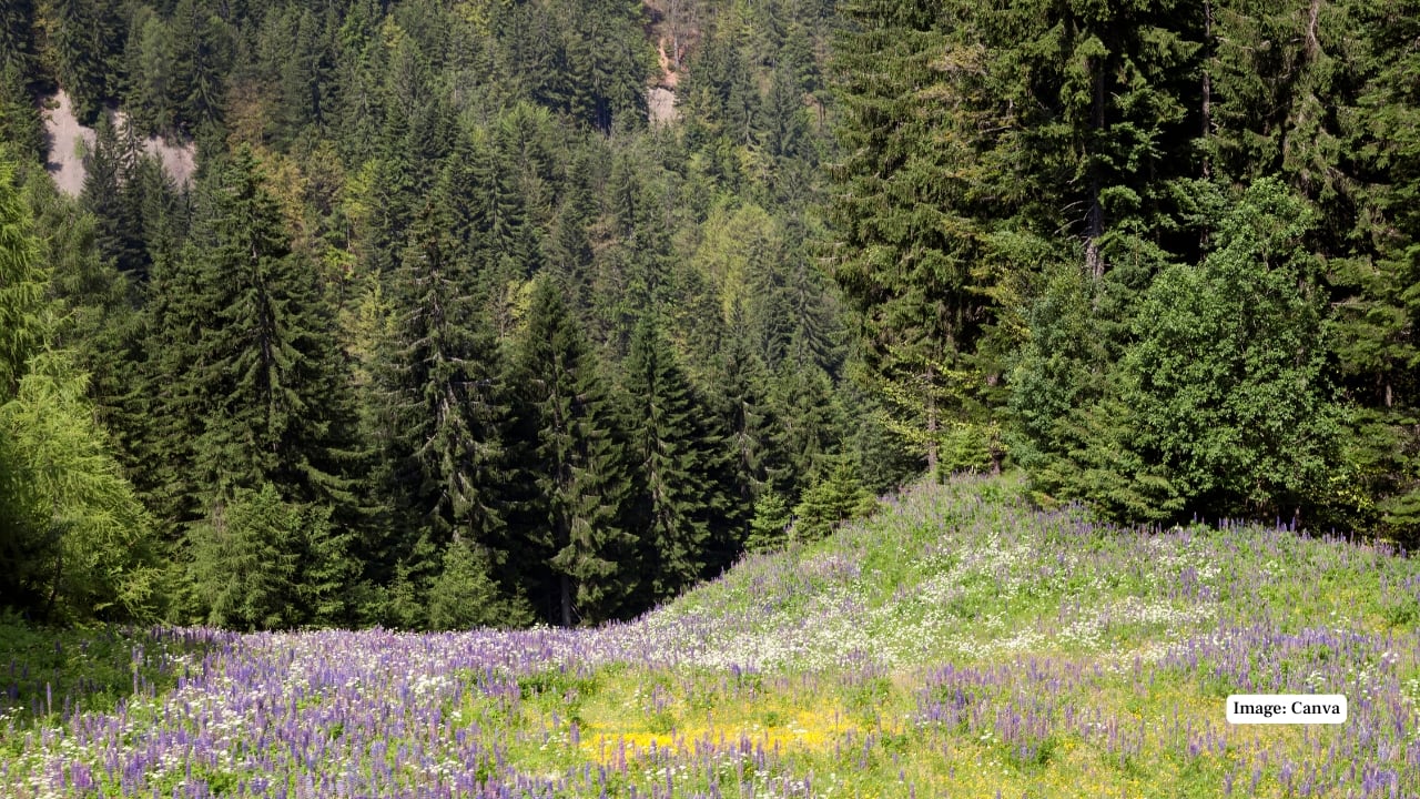 10. Dreiländereck, Germany–France–Switzerland At this “three-country corner,” you can stand at the point where all three nations meet, switching countries in a matter of seconds. (Image: Canva)