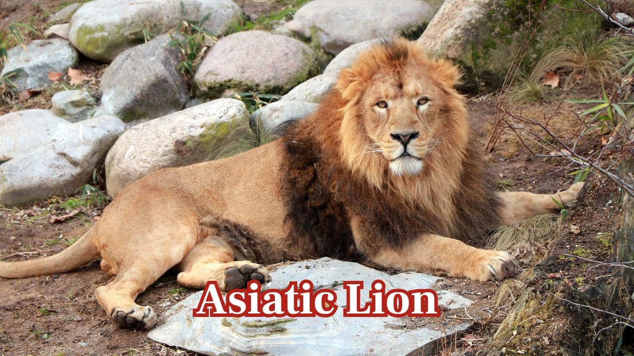 Asiatic Lion – India: Existing only in Gujarat's Gir Forest, the Asiatic lion is a rare breed with a characteristic belly fold and less mane than African lions. (Image: Canva)