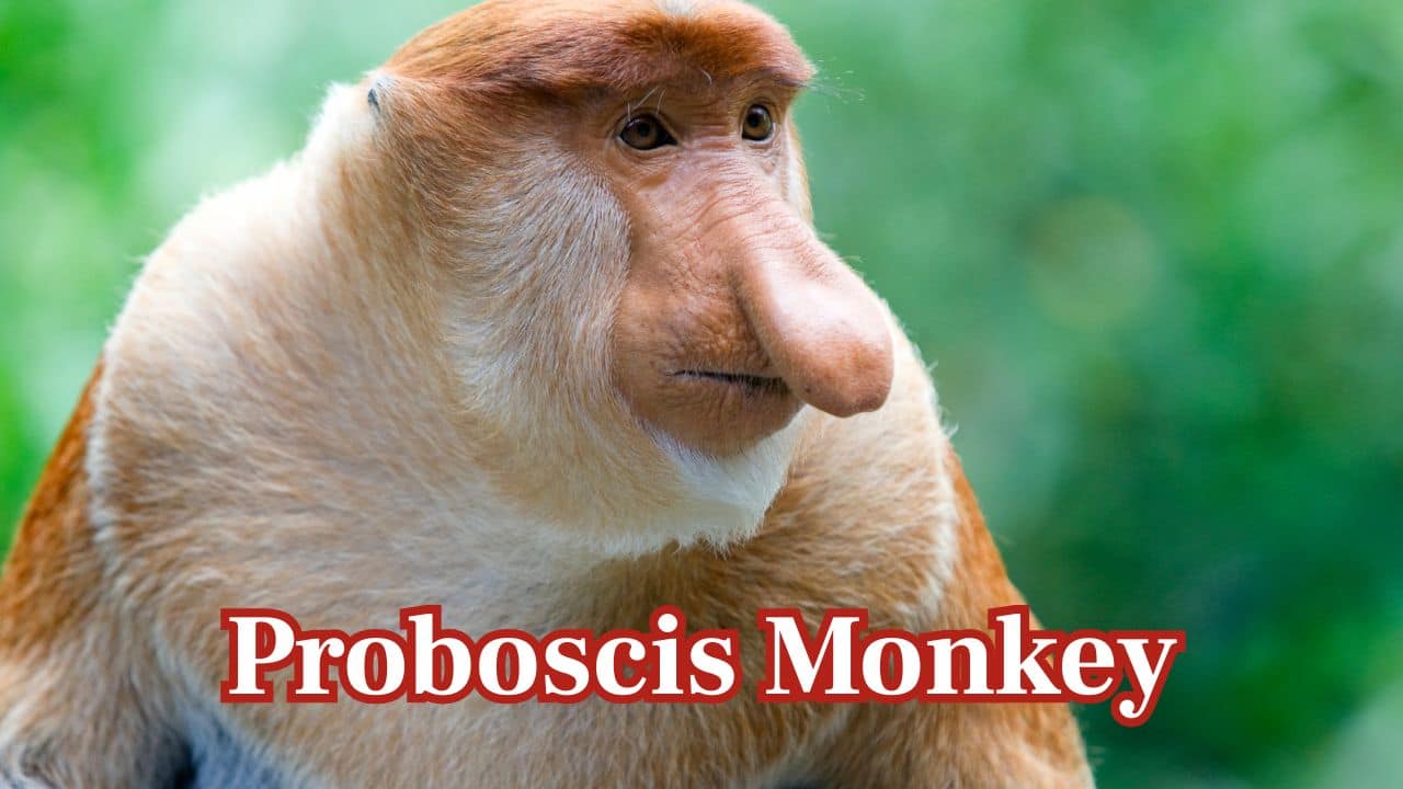 Proboscis Monkey – Borneo: This monkey is native to mangrove forests in Borneo and is distinguished by its bulbous, long nose and fine swimming abilities. (Image: Canva)