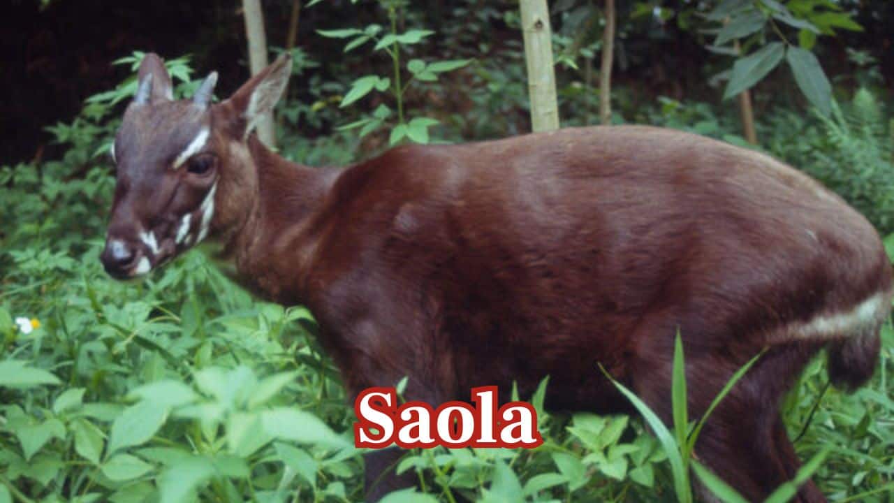 Saola – Laos and Vietnam: Fondly referred to as the &quot;Asian Unicorn,&quot; the saola is among the most elusive antelopes in the world, discovered in the Annamite Mountains. (Image: Canva)