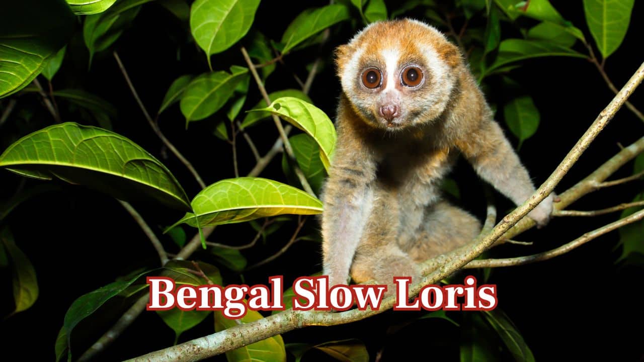 Bengal Slow Loris – Southeast Asia: The large-eyed, nocturnal primate, the Bengal slow loris, inhabits Bangladesh's and Northeast India's and Myanmar's forests. (Image: Canva)