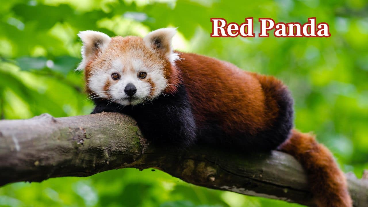 Red Panda – Eastern Himalayas: The red panda is native to the Himalayas and southwestern China and is a tree-dwelling, reddish-brown-colored mammal with a bushy tail. (Image: Canva)