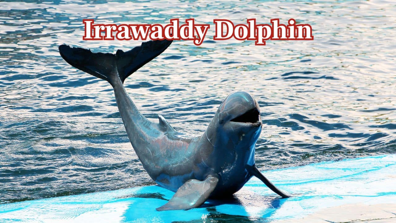 Irrawaddy Dolphin – South and Southeast Asia: A freshwater and coastal dolphin that is not easily seen, it has a rounded head and can be found in Asian rivers and coastal waters. (Image: Canva)