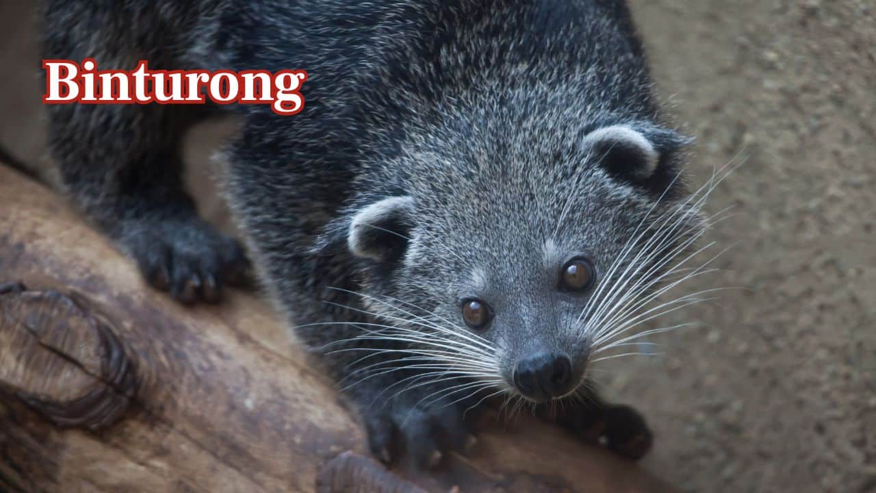Binturong – South and Southeast Asia: Also referred to as the bearcat, the binturong is a forest-dwelling mammal with a smell that is comparable to buttered popcorn, and it inhabits dense rainforests. (Image: Canva)