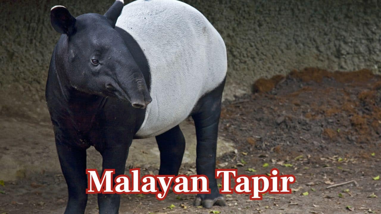 Malayan Tapir – Malaysia and Indonesia: It is the largest among the tapir species, and it features a black-and-white coloration and inhabits Southeast Asian rainforests. (Image: Canva)