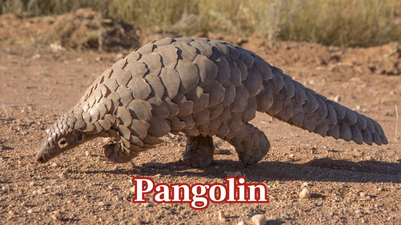 Pangolin – Different Regions of Asia: With protective scales covering it, pangolin is an Indian, Chinese, and Southeast Asian nocturnal mammal. (Image: Canva)