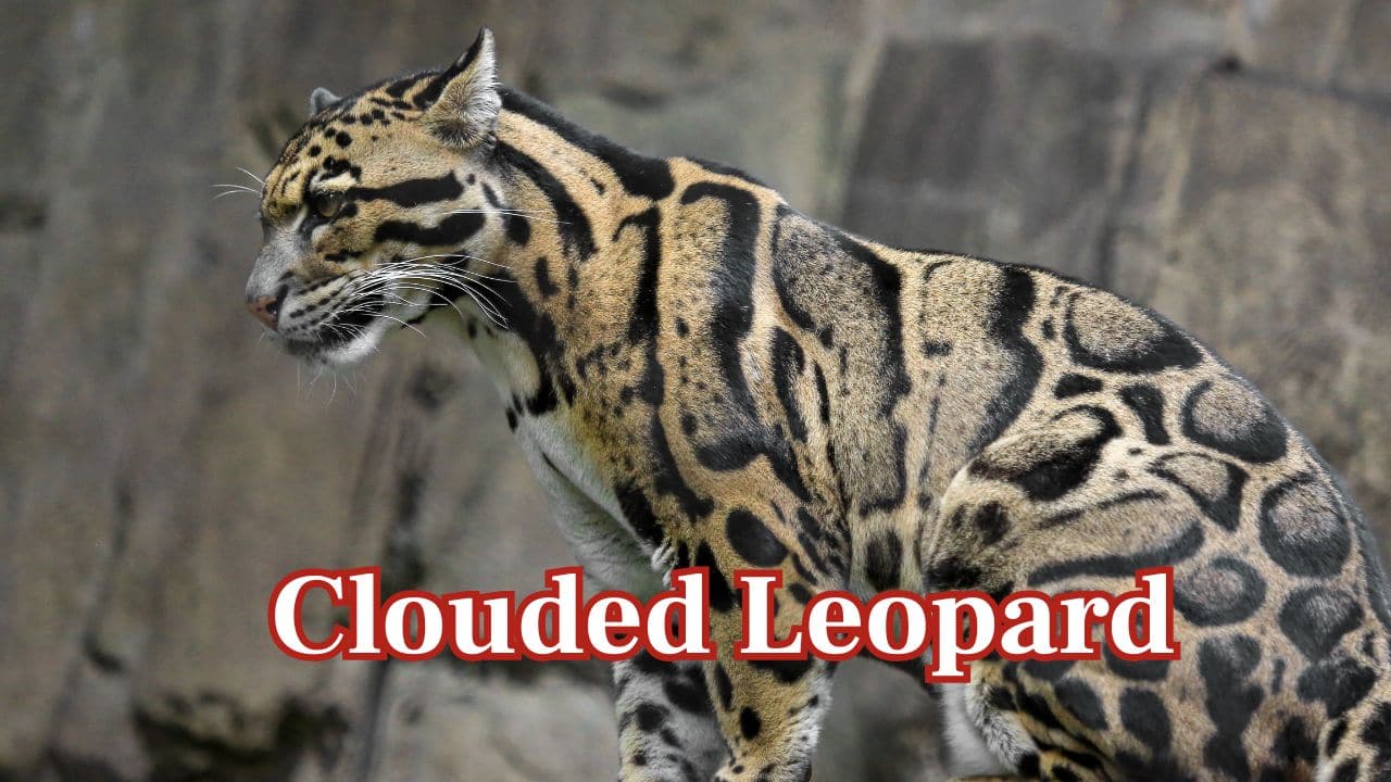 Clouded Leopard – Southeast Asia: A wild cat with cloud-like spots of medium size, the clouded leopard occurs in Himalayan foothill forests through to mainland Southeast Asia. (Image: Canva)