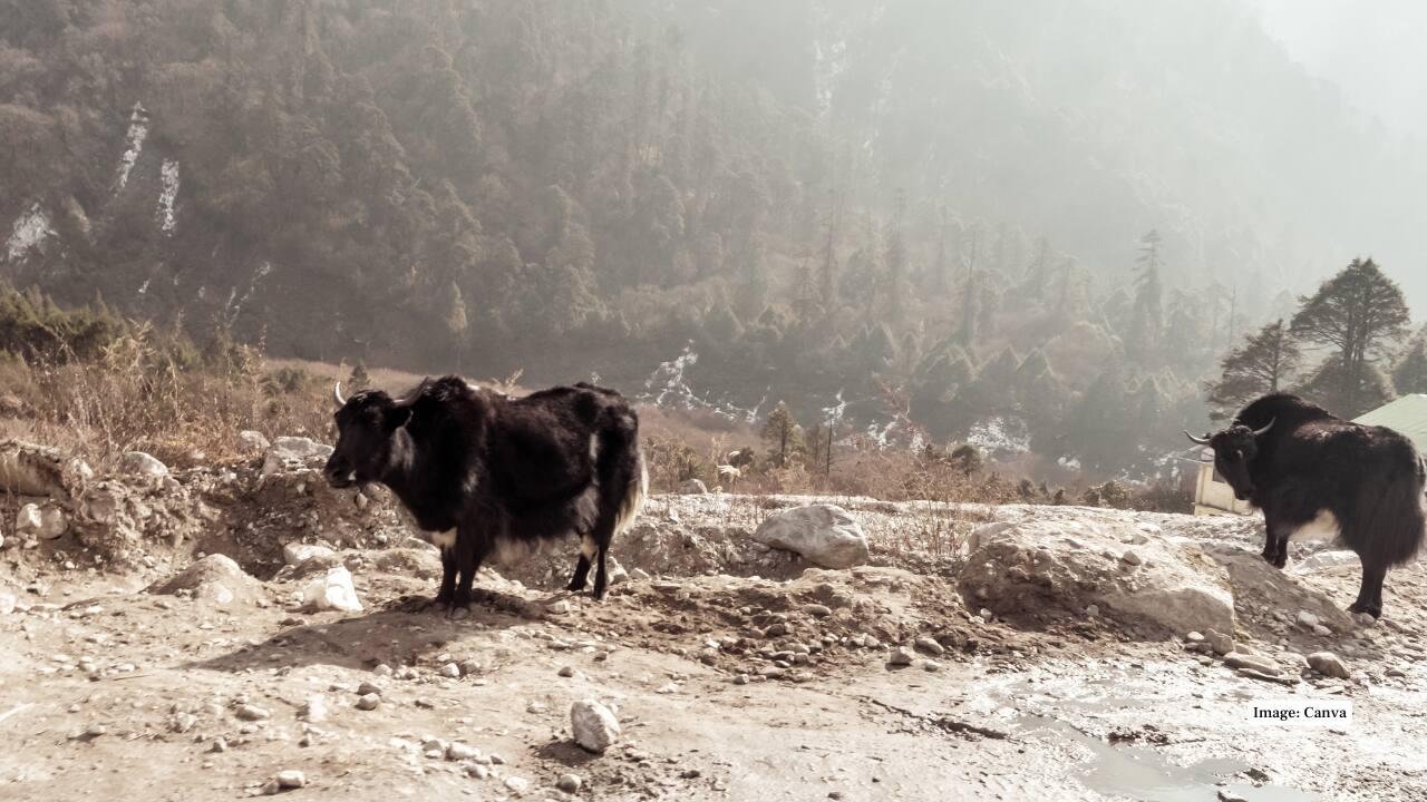 Nathula Pass On the Indo-China border in Sikkim, Nathula Pass blends history and beauty. With sweeping mountain vistas and a deep sense of heritage, it’s a high-altitude experience that’s as humbling as it is breathtaking. (Image: Canva)
