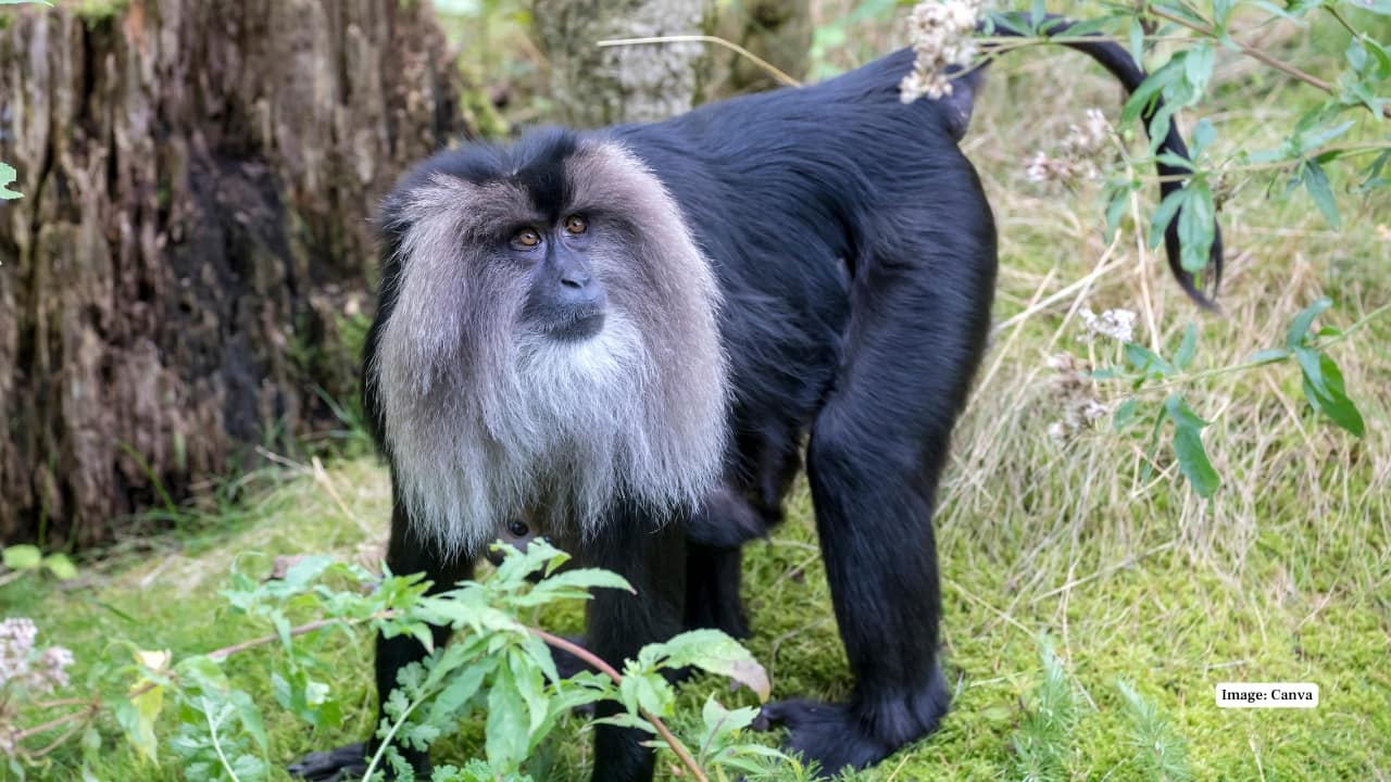 2. Lion-Tailed Macaque – Silent Valley, Kerala Witness the rare, long-maned lion-tailed macaque swinging through the dense rainforests of Silent Valley National Park in Kerala. (Image: Canva)