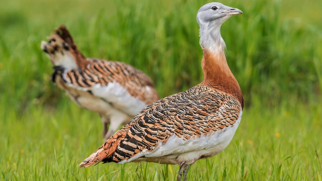 5. Great Indian Bustard – Desert National Park, Rajasthan A critically endangered bird, the Great Indian Bustard roams the arid landscapes of Rajasthan, best spotted during the breeding season. (Image: Canva)