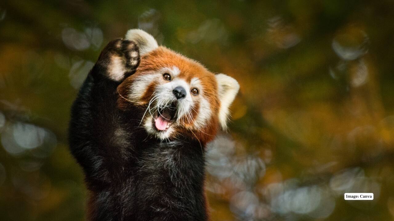 6. Red Panda – Singalila National Park, West Bengal This adorable, tree-dwelling species can be spotted in the misty, rhododendron-filled forests along the Indo-Nepal border. (Image: Canva)