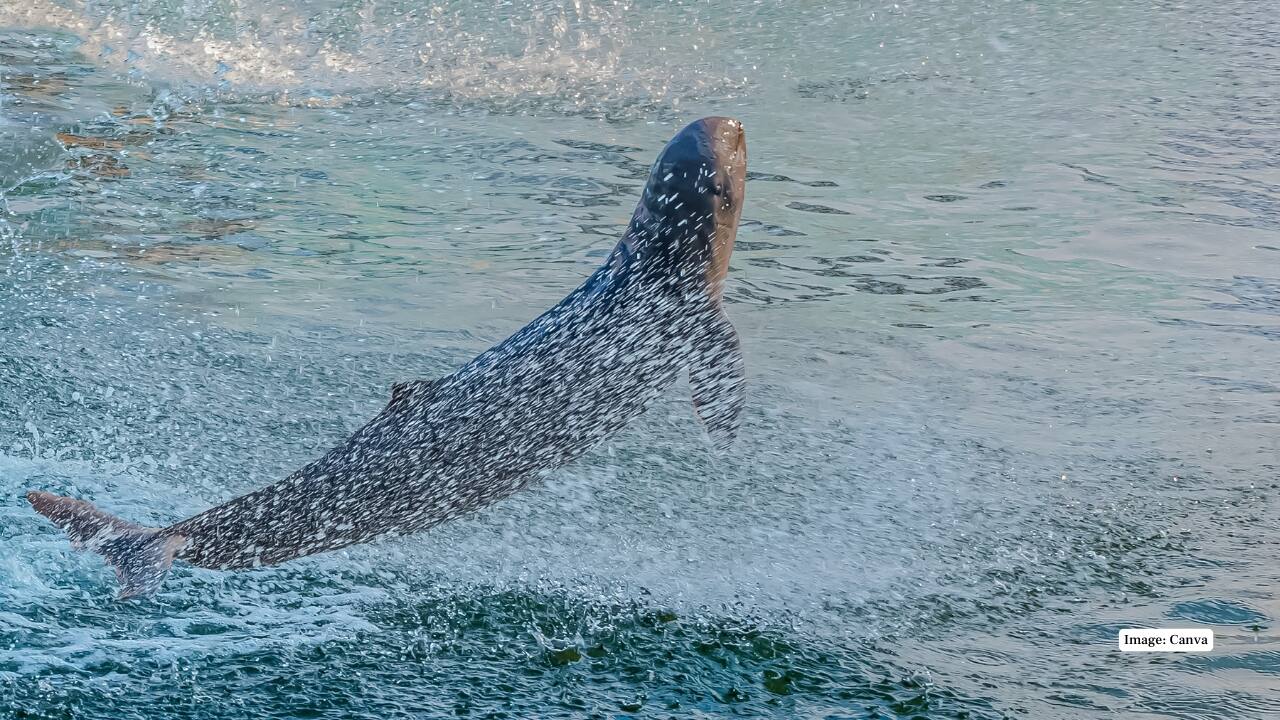 9. Irrawaddy Dolphin – Chilika Lake, Odisha Spot the playful freshwater Irrawaddy dolphins gliding through the brackish waters of Asia’s largest coastal lagoon. (Image: Canva)