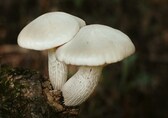 74-year-old feeds wild mushrooms to family after testing it on pet dog. Wife, son hospitalised