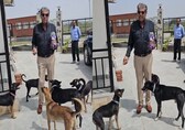 'Stray dogs are most beautiful creatures, don't...': Kapil Dev 'requests' amid uproar against Supreme Court's order