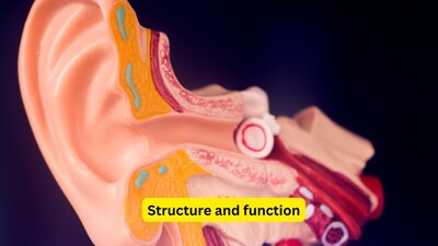 What is external auditory canal? All about its structure, disorders, and infections